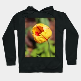 Striped Tulip Hoodie